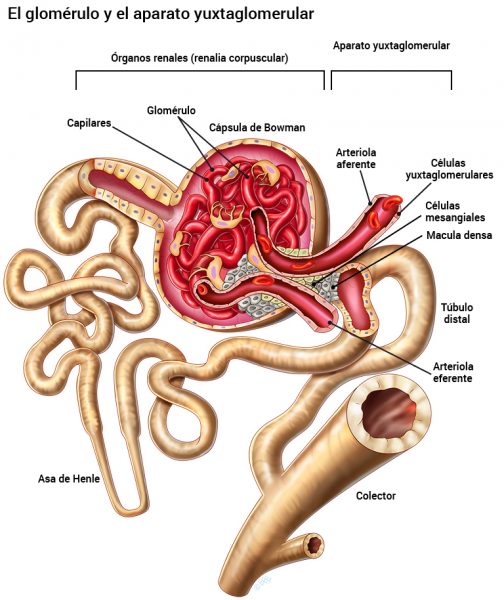 11_glomerulus_spansk